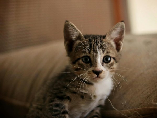 Pourquoi les animaux deviennent-ils plus dangereux face à l'homme