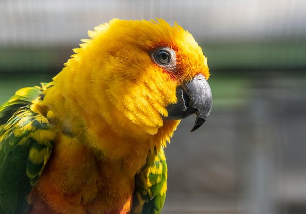 Les animaux dangereux et le droit : quelles responsabilités ?