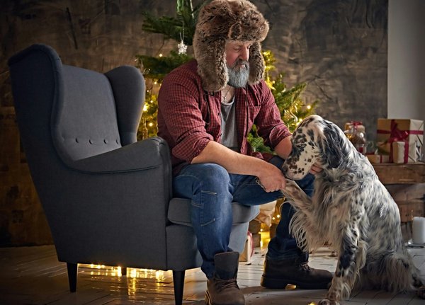 Le setter anglais : un ami fidèle et joueur à découvrir